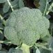 Стромболі F1 - насіння капусти броколі, 2500 шт, Hazera 60582 фото 2