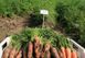 Курасао F1 - семена моркови, 1 000 000 шт (1.8-2.0), Bejo 61852 фото 3