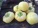 Мела Роса F1 - насіння солодкого перцю, 500 шт, Spark Seeds 57723 фото 2