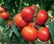 Уманья F1 - насіння томата, 1000 шт, Rijk Zwaan 41395 фото 1