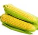Шайнрок F1 - семена кукурузы, 100 000 шт, Syngenta 62509 фото 1