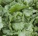 Ясперінас - насіння салату качанного, 1000 шт (драже), Rijk Zwaan 24003 фото 2