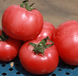 Есміра F1 - насіння томата, 1000 шт, Rijk Zwaan 49264 фото 3