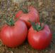 Гріфон F1 - насіння томата, 500 шт, Nunhems 99370 фото 1