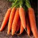 Морковь Каротан, 250 г, Rijk Zwaan 58781 фото 1