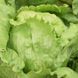 Ясперінас - насіння салату качанного, 1000 шт (драже), Rijk Zwaan 24003 фото 3