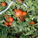 Полбіг F1 - насіння томата, 1000 шт, Bejo 90904 фото 5