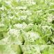 Ясперінас - насіння салату качанного, 1000 шт (драже), Rijk Zwaan 24003 фото 4