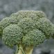 Стромболі F1 - насіння капусти броколі, 2500 шт, Hazera 60582 фото 1