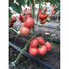 Есміра F1 - насіння томата, 1000 шт, Rijk Zwaan 49264 фото 2
