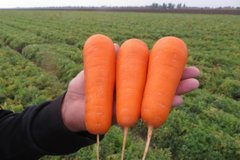 Болівар F1 - насіння моркви, 500 000 шт (1.4 - 1.6), Clause 66389 фото