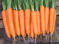 Елеганза F1 - насіння моркви, 100 000 шт (1.6 - 1.8), Nunhems 52255 фото