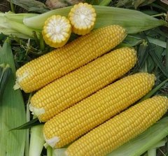Уокер F1 - семена кукурузы, 2500 шт, Lark Seeds 66242 фото