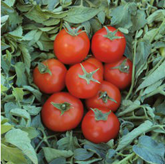 Топспорт F1 - насіння томата, 1000 шт, Bejo 90907 фото