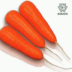 Курода Шантане - семена моркови, 500 г, Sakata 50309 фото