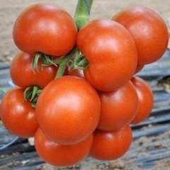 Чероки F1 - семена томата, 500 шт, Esasem 95189 фото