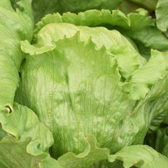 Ясперінас - насіння салату качанного, 5000 шт (драже), Rijk Zwaan 24373 фото