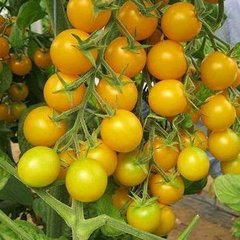 Голдвін F1 - насіння томата, 250 шт, Clause 84993 фото
