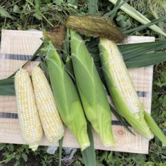 Айрон F1 - насіння кукурудзи білої, 2500 шт, Spark Seeds 25048 фото