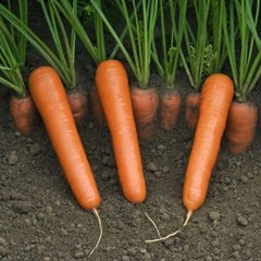 Дейлянс F1 - насіння моркви, 100 000 шт (1.4-1.6), Nunhems 57600 фото