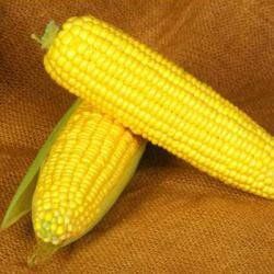 Мореленд F1 - насіння кукурудзи, 100 000 шт, Syngenta 62510 фото