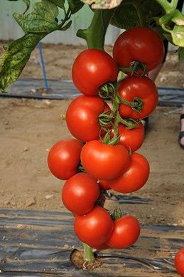 Черокі F1 - насіння томата, 500 шт, Esasem 95189 фото