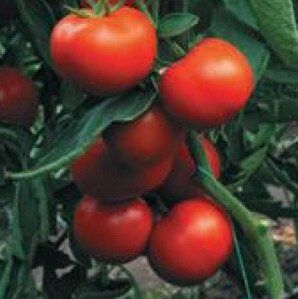 Гравітет F1 - насіння томата, 500 шт, Syngenta 42211 фото