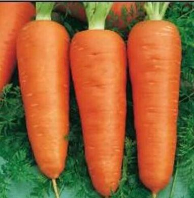 Курода Шантане - насіння моркви, 500 г, Sakata 50309 фото