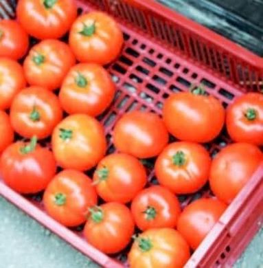 Айвенго F1 - насіння томата, 1000 шт, Rijk Zwaan 07283 фото