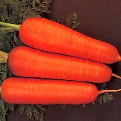 Курода Шантане - семена моркови, 500 г, Sakata 50309 фото