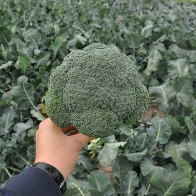 Верді F1 - насіння капусти броколі, 2500 шт, Hazera 60706 фото