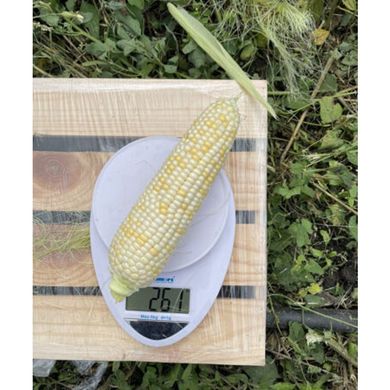 Айрон F1 - насіння кукурудзи білої, 2500 шт, Spark Seeds 25048 фото