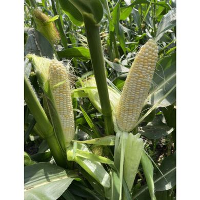 Айрон F1 - насіння кукурудзи білої, 25 000 шт, Spark Seeds 25049 фото