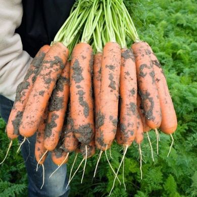 Дейлянс F1 - насіння моркви, 100 000 шт (1.6-1.8), Nunhems 57700 фото