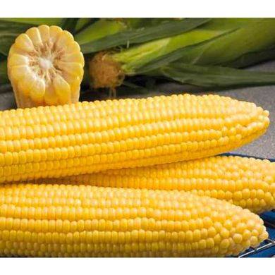 Мореленд F1 - семена кукурузы, 100 000 шт, Syngenta 62510 фото