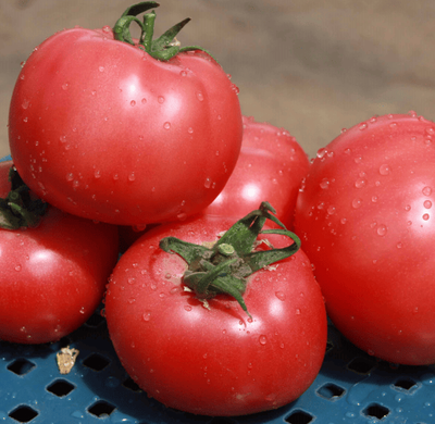 Есміра F1 - насіння томата, 100 шт, Rijk Zwaan 43086 фото
