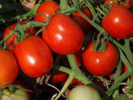 Аксель F1 - насіння томата, 1000 шт, Esasem 55012 фото