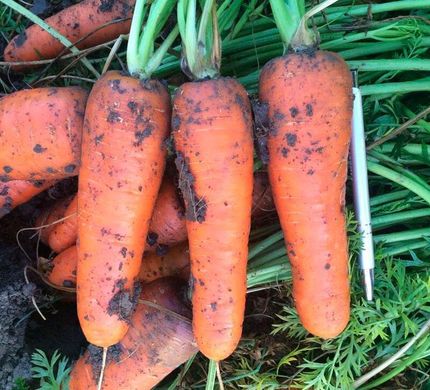 Болівар F1 - насіння моркви, 500 000 шт (1.4 - 1.6), Clause 66389 фото