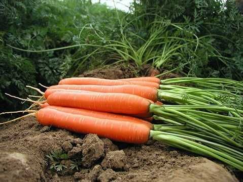 Дейлянс F1 - насіння моркви, 100 000 шт (1.4-1.6), Nunhems 57600 фото