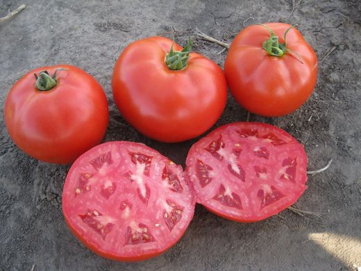 1504 F1 - насіння томата, 500 шт, Spark Seeds 03330 фото