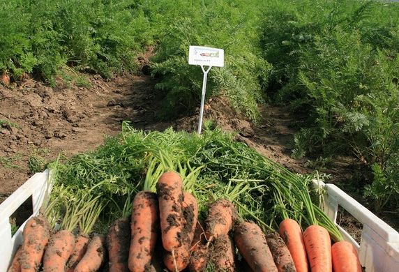 Курасао F1 - насіння моркви, 1 000 000 шт (2.0-2.2), Bejo 61853 фото
