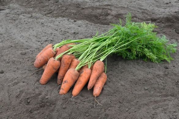 Курасао F1 - семена моркови, 1 000 000 шт (2.0-2.2), Bejo 61853 фото