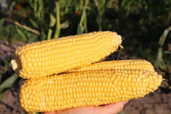 Мореленд F1 - семена кукурузы, 100 000 шт, Syngenta 62510 фото