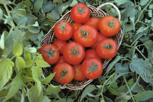 Топспорт F1 - насіння томата, 1000 шт, Bejo 90907 фото