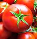 Гравітет F1 - насіння томата, 500 шт, Syngenta 42211 фото 1