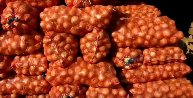 Олоросо F1 - насіння цибулі, 100 000 шт, Nunhems 98494 фото