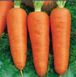 Курода Шантане - насіння моркви, 500 г, Sakata 50309 фото 2