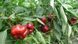 Ред Булл F1 - насіння солодкого перцю, 500 шт, Spark Seeds 58710 фото 4