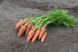 Курасао F1 - насіння моркви, 1 000 000 шт (2.0-2.2), Bejo 61853 фото 2