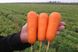 Болівар F1 - насіння моркви, 500 000 шт (1.4 - 1.6), Clause 66389 фото 1